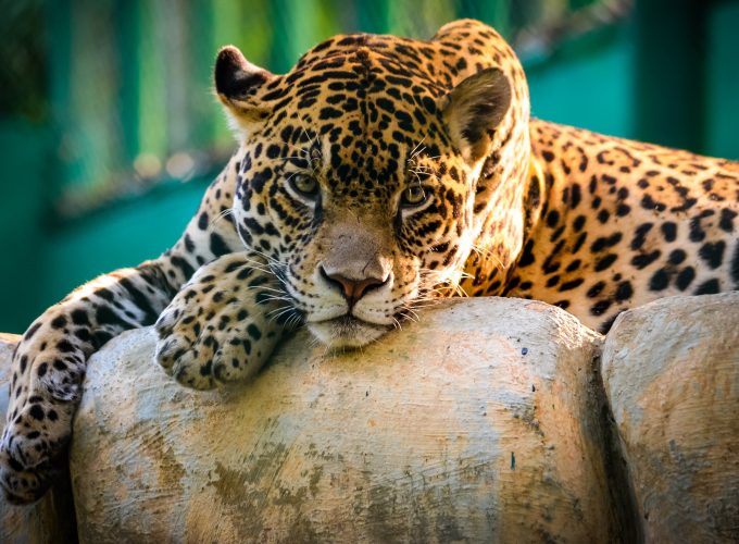 Wallpaper jaguar, wild, cat, sad face, Animals 521461831